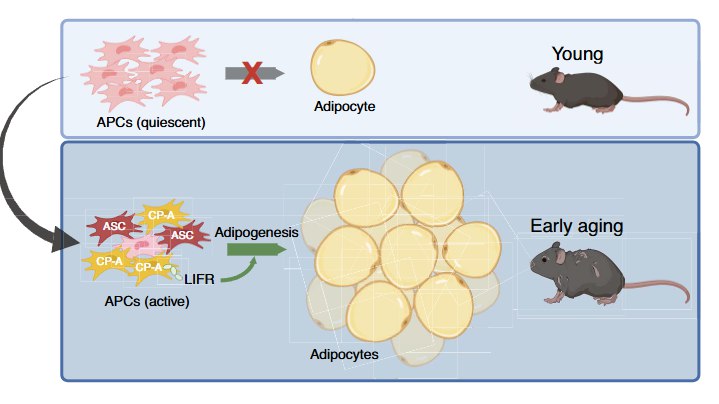 中年发福的元凶找到了！科学家发现"脂肪制造工厂"《Science》最新研究揭示，中年期内脏脂肪异常堆积与特定前体细胞亚群（CP-A）密切相关